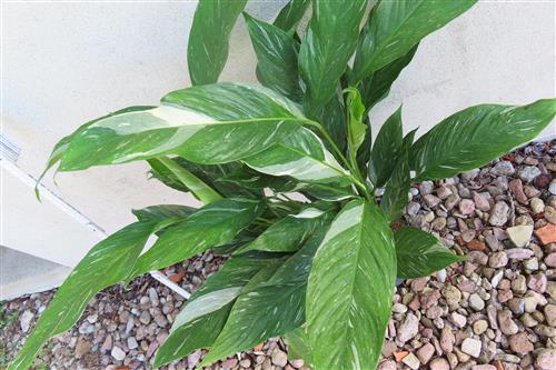 Spathiphyllum diamond variegata – Bild 2