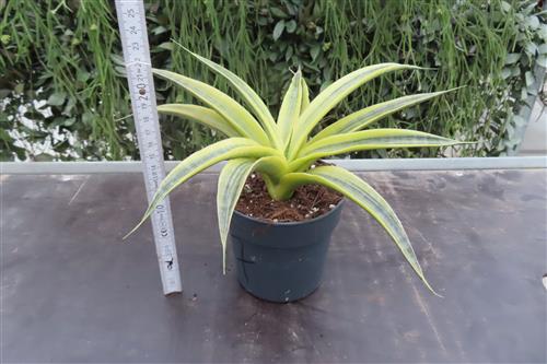 Sansevieria Siam Gold – Bild 2