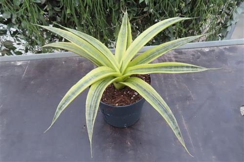 Sansevieria Siam Gold – Bild 3