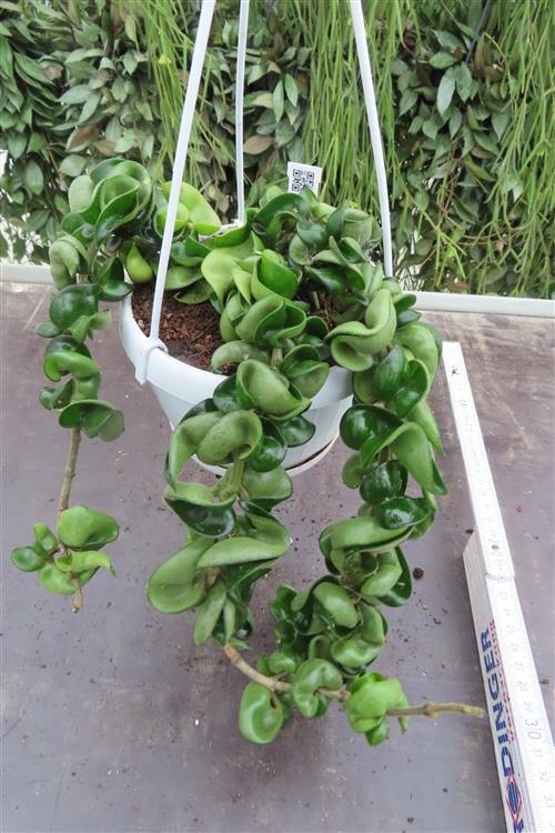 Hoya carnosa compacta krinkle – Bild 2
