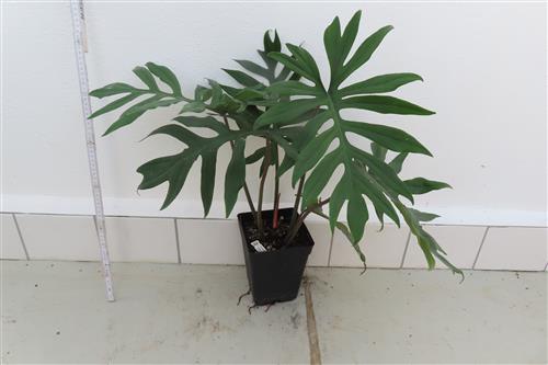 Philodendron elegans – Bild 3