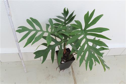 Philodendron elegans – Bild 2