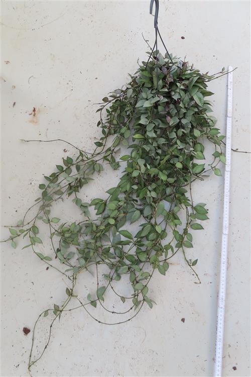 Hoya krohniana Eskimo – Bild 3