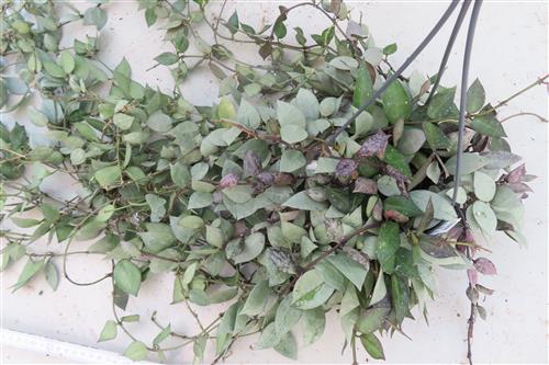 Hoya krohniana Eskimo – Bild 2