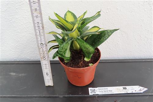 Ficus benjamina Curly – Bild 2