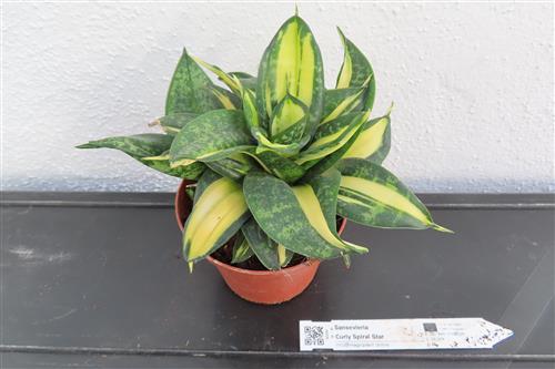 Ficus benjamina Curly – Bild 3