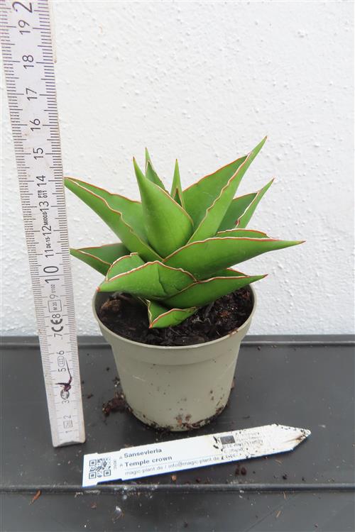 Sansevieria Temple crown – Bild 2