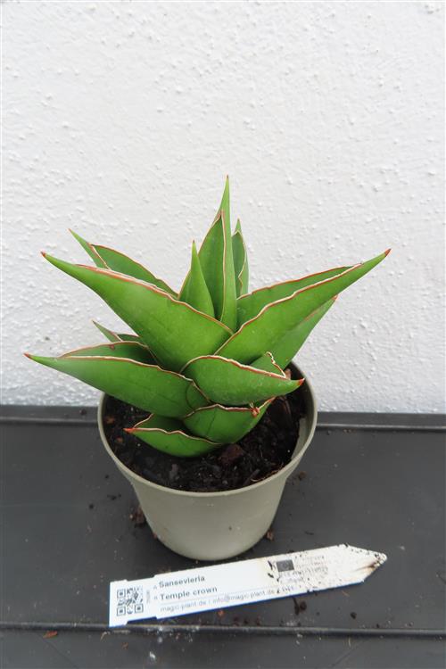 Sansevieria Temple crown – Bild 3