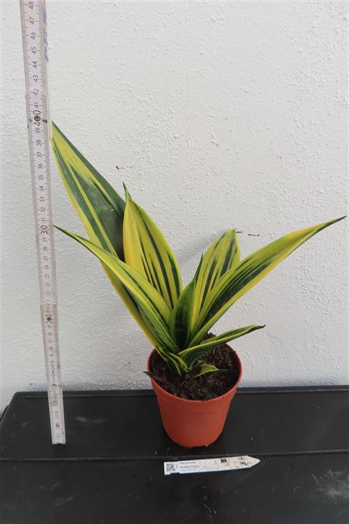 Sansevieria Golden Flame – Bild 2