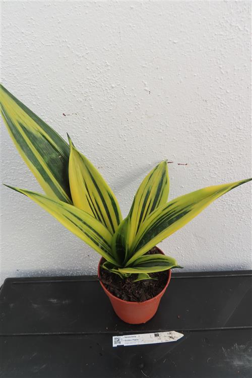 Sansevieria Golden Flame – Bild 3