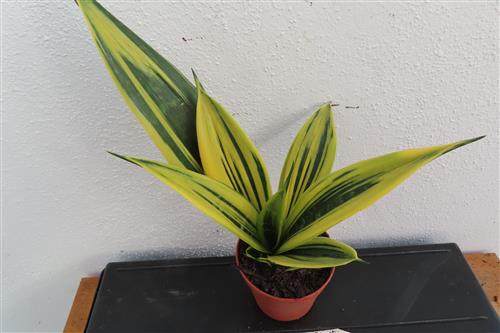 Sansevieria Golden Flame – Bild 4