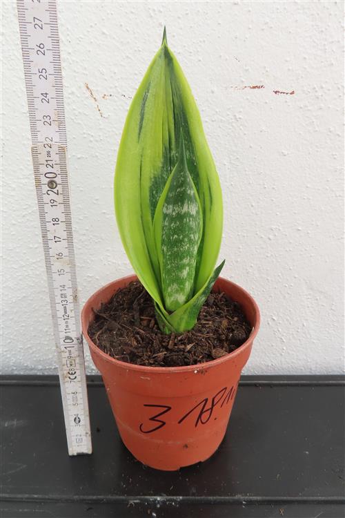 Sansevieria Golden Flame – Bild 2