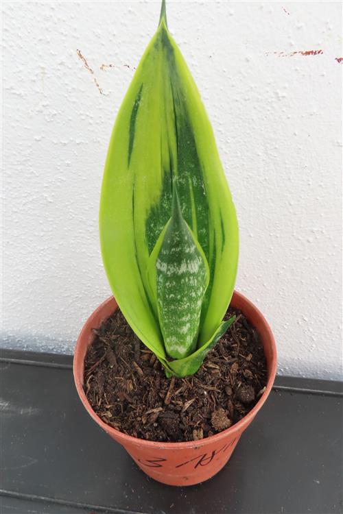 Sansevieria Golden Flame – Bild 3