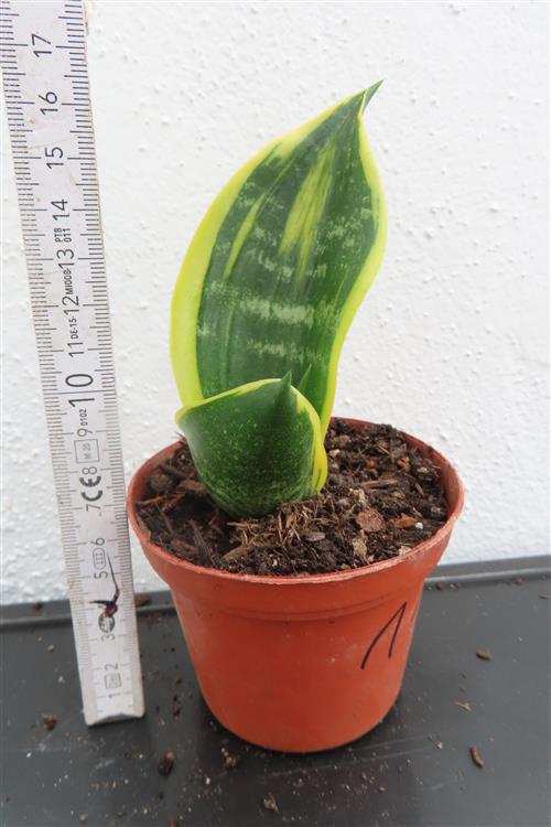 Sansevieria Golden Flame – Bild 2