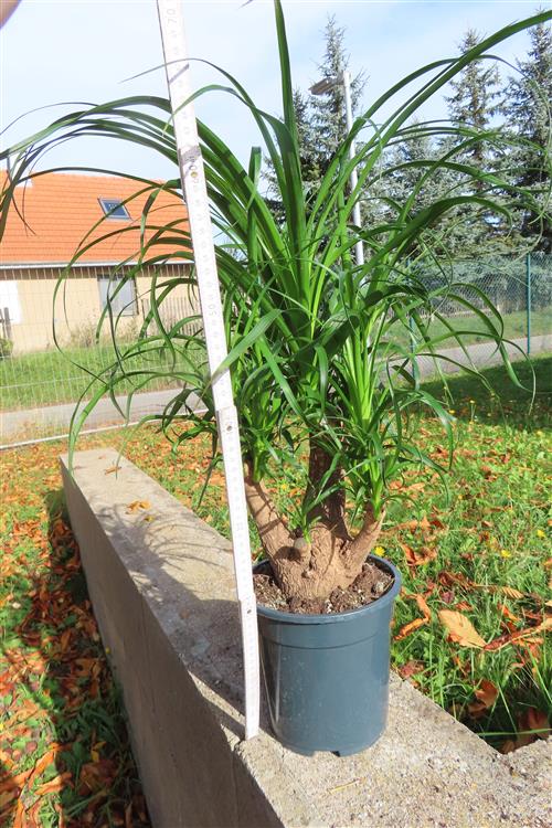 Elefantenfuß – Bild 2