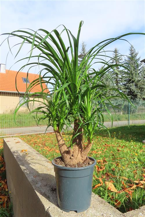 Elefantenfuß – Bild 3