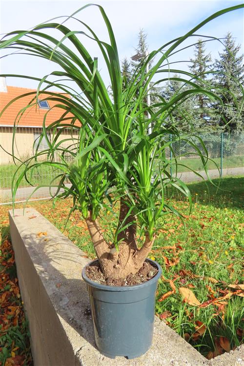 Elefantenfuß – Bild 4