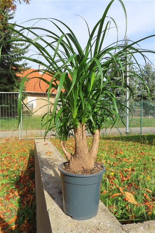 Elefantenfuß – Bild 5