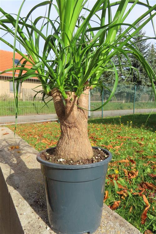 Elefantenfuß – Bild 3