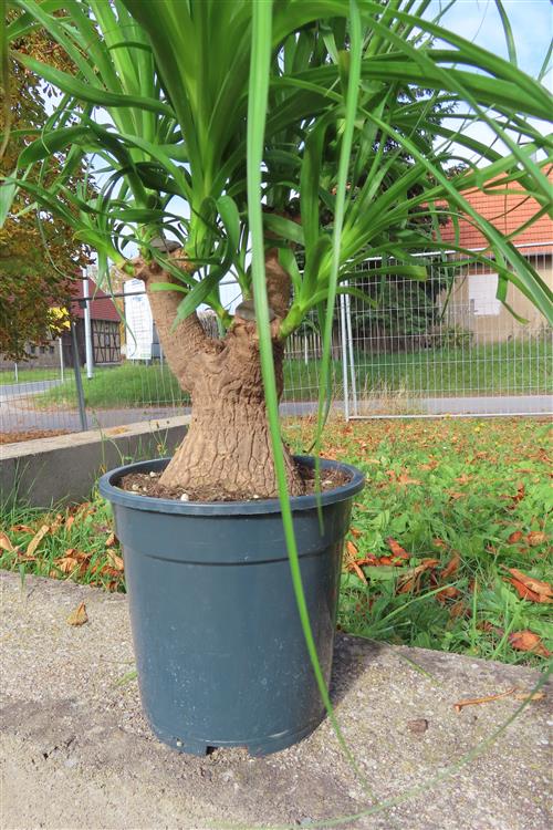 Elefantenfuß – Bild 3