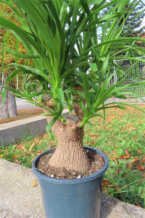 Elefantenfuß – Bild 4