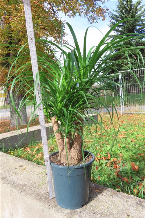 Elefantenfuß – Bild 2