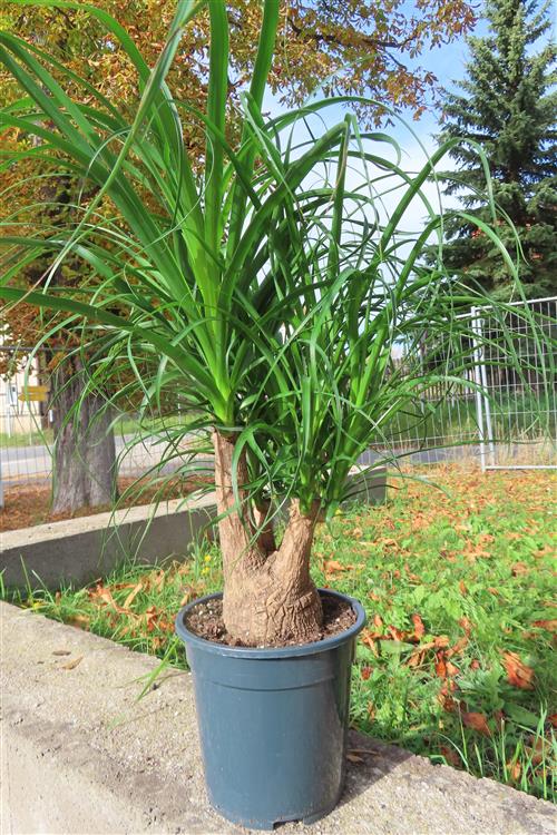 Elefantenfuß – Bild 3