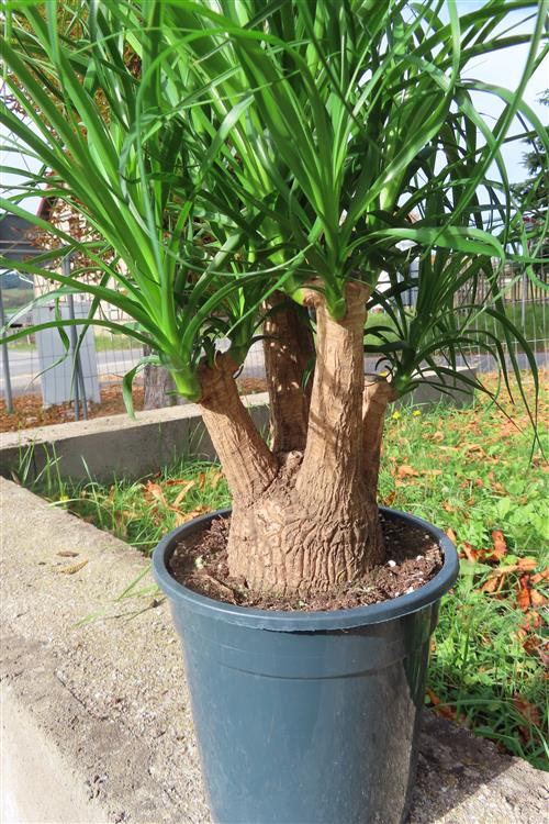 Elefantenfuß – Bild 4