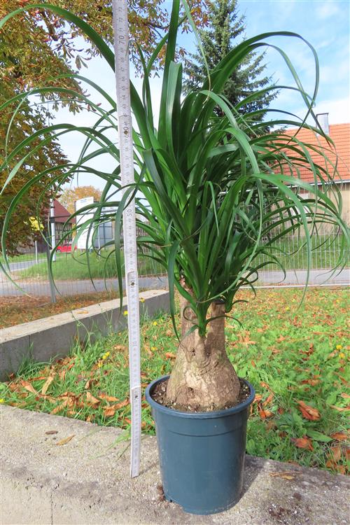 Elefantenfuß – Bild 2