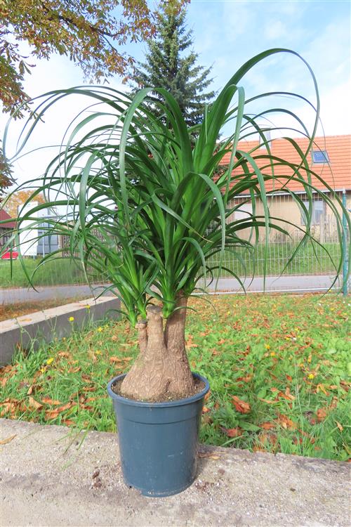 Elefantenfuß – Bild 3