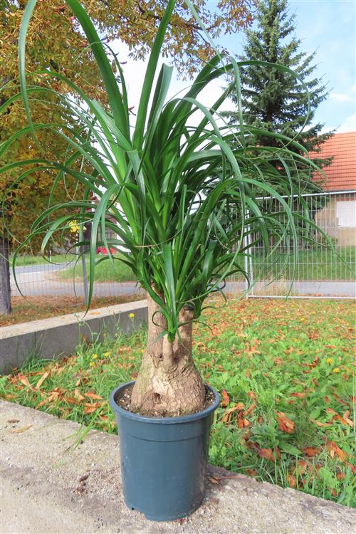 Elefantenfuß – Bild 4