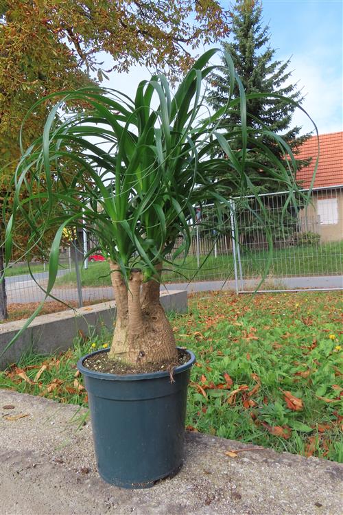 Elefantenfuß – Bild 2