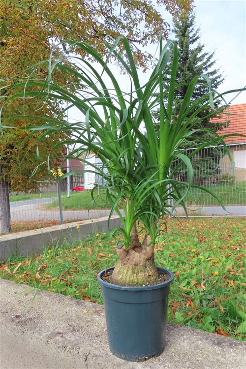 Elefantenfuß – Bild 2