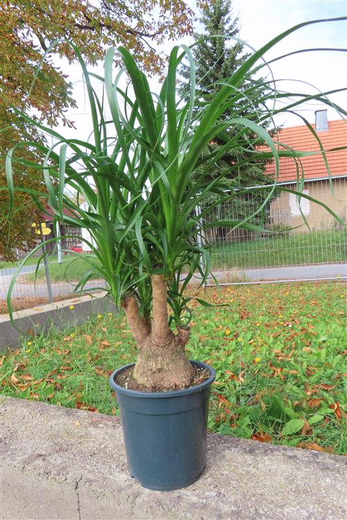 Elefantenfuß – Bild 4