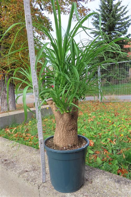 Elefantenfuß – Bild 2