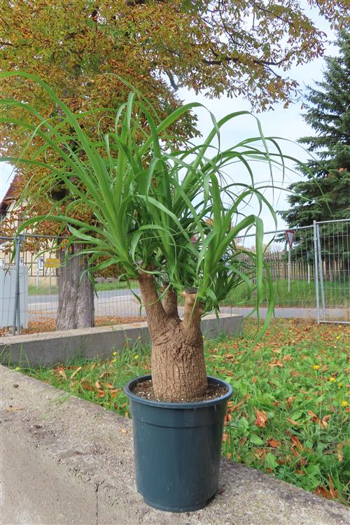 Elefantenfuß – Bild 3