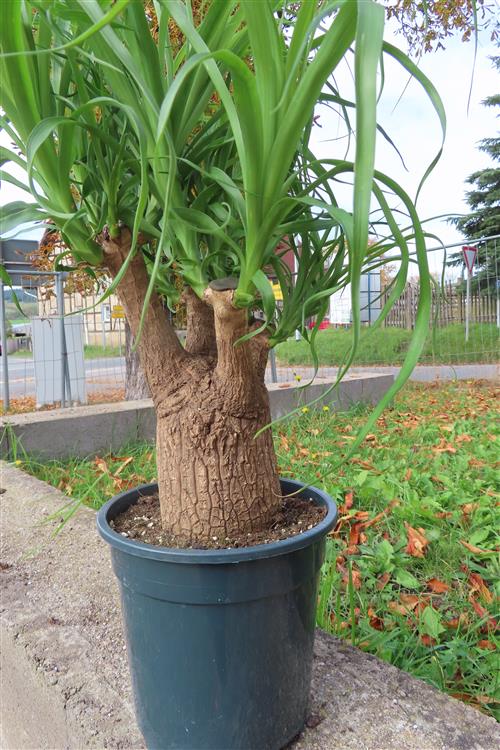 Elefantenfuß – Bild 4