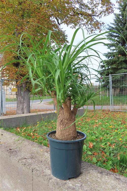 Elefantenfuß – Bild 5