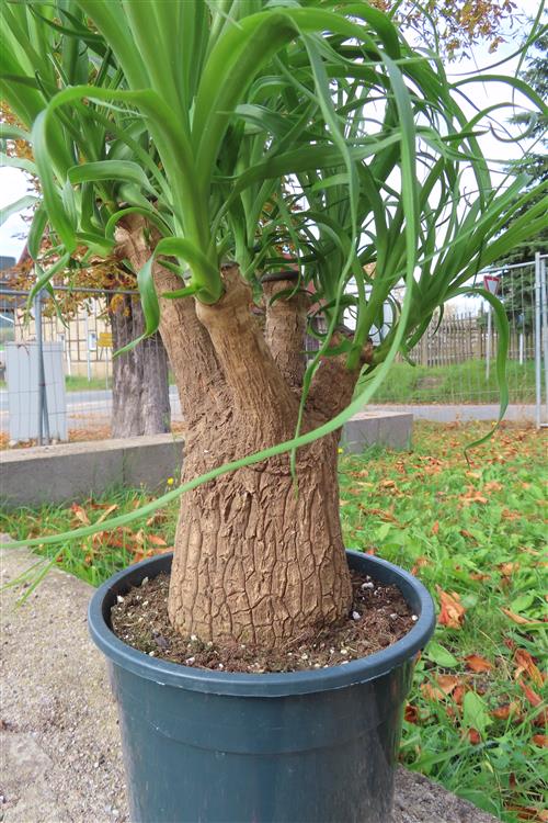 Elefantenfuß – Bild 6