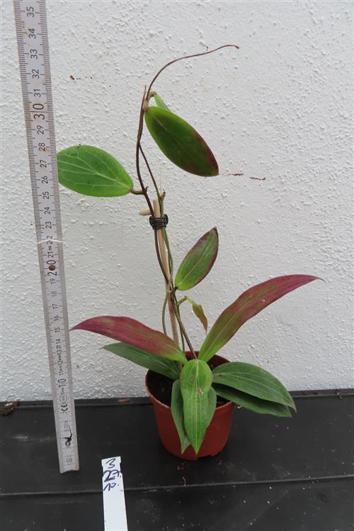 Hoya soligamiana – Bild 2