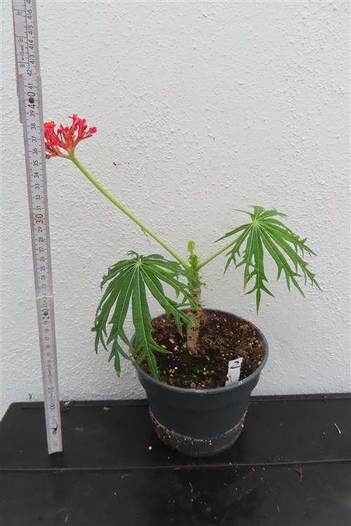Jatropha multifida – Bild 3