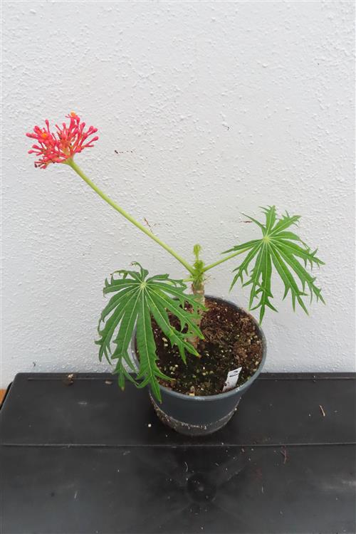 Jatropha multifida – Bild 2