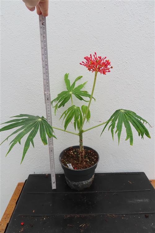 Jatropha multifida – Bild 2