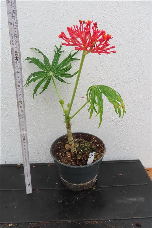 Jatropha multifida – Bild 2