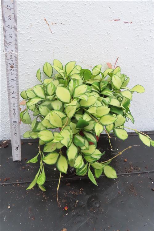 Hoya heuschkeliana – Bild 2