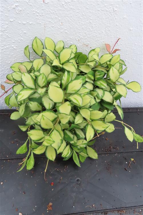 Hoya heuschkeliana – Bild 3