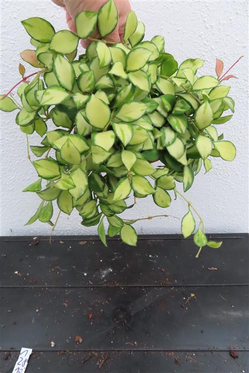 Hoya heuschkeliana – Bild 4