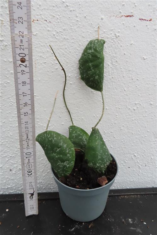 Hoya imbricata – Bild 2