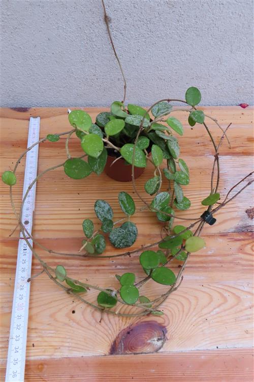 Hoya mathilde – Bild 2