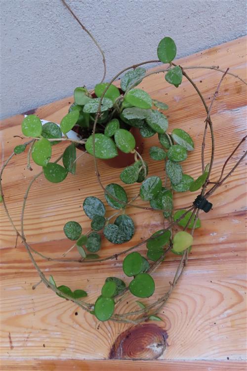 Hoya mathilde – Bild 3